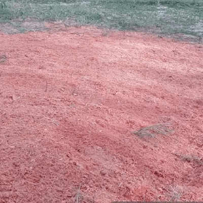 STUMP REMOVAL